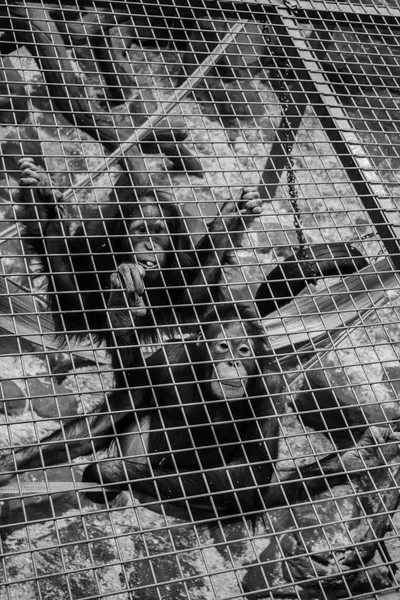sad monkey behind bars