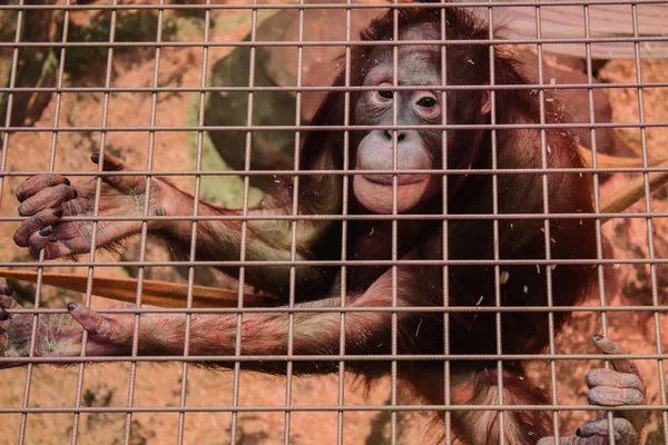 parmaklıklar arkasında üzgün maymun