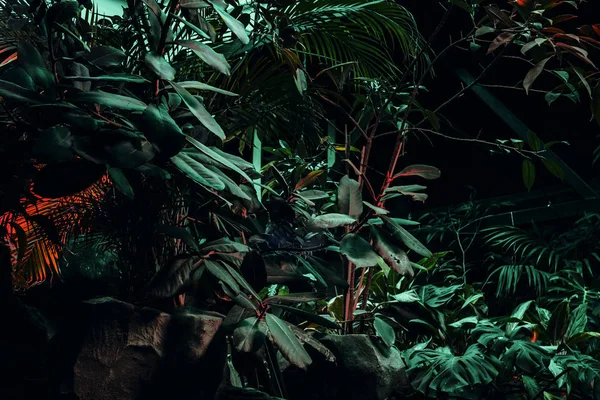 Flora ve fauna yapay aydınlatma