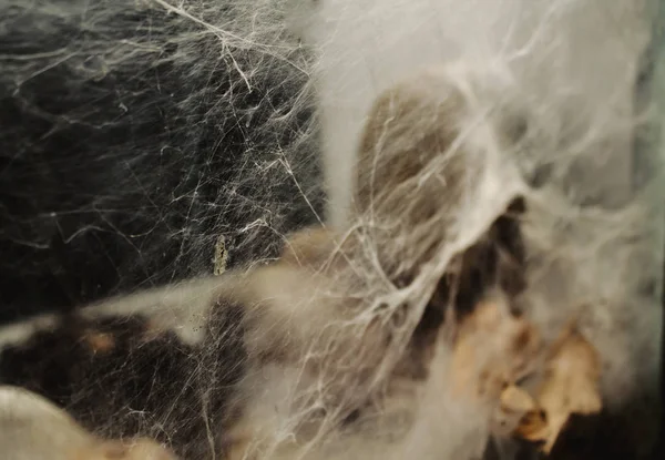 örümcek ev içinde belgili tanımlık akvaryum