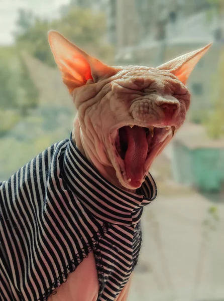 yelekli bir Sfenks portresi