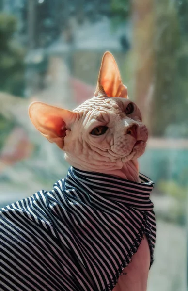 yelekli bir Sfenks portresi