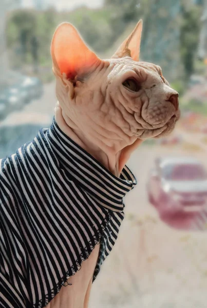 yelekli bir Sfenks portresi