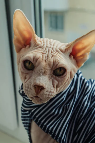 yelekli bir Sfenks portresi