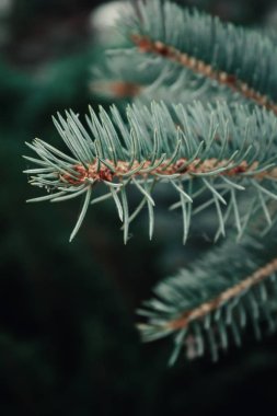 kozalaklı şube makro fotoğraf