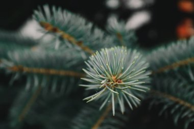 kozalaklı şube makro fotoğraf
