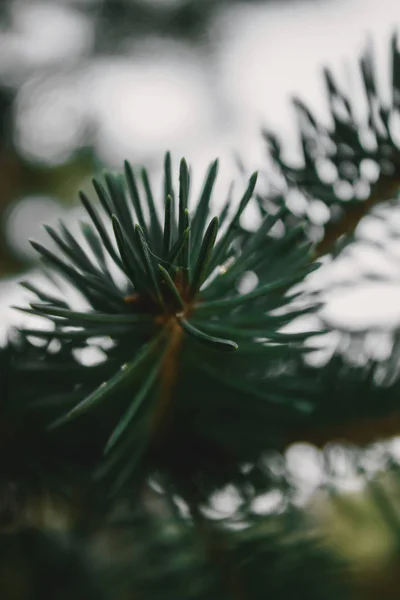 kozalaklı şube makro fotoğraf