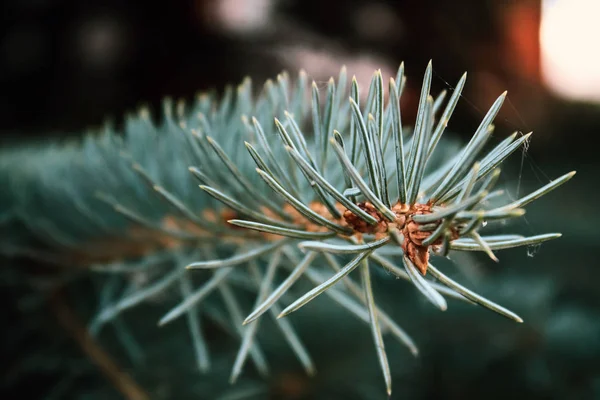 kozalaklı şube makro fotoğraf