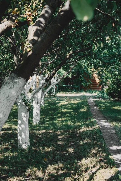 Elma bahçesinde yol