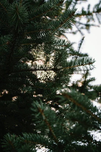 güneşte iğne yapraklı dalları