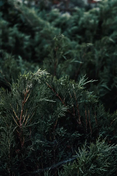 kozalaklı şube makro fotoğraf