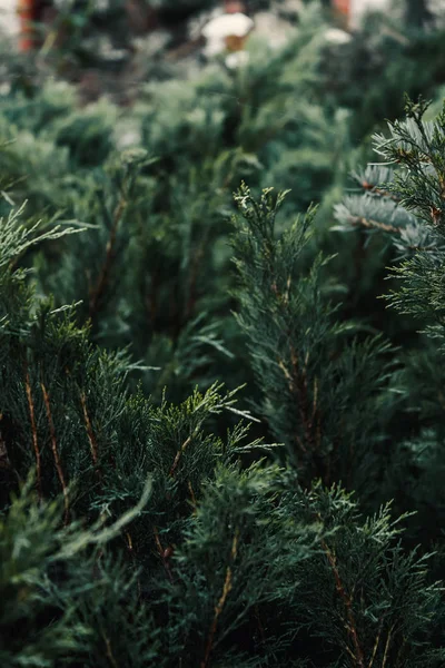 kozalaklı şube makro fotoğraf