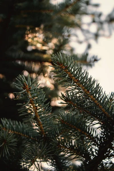 güneşte iğne yapraklı dalları