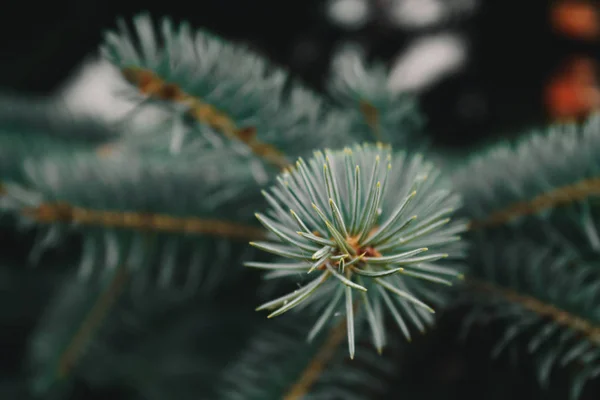 kozalaklı şube makro fotoğraf