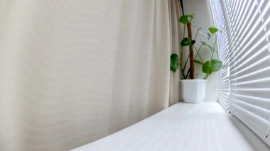 Pencere ve jaluzi üzerinden güneş, penceredeki çiçekler.
