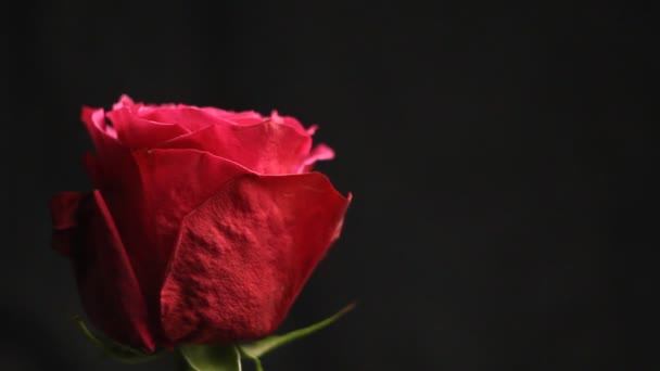 Red Rose Bud Fundo Preto Desfocado Bolhas Sabão Caem Uma — Vídeo de Stock