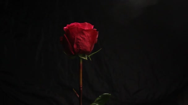 Red Rose Bud Black Blurred Background White Smoke Hookah Envelops — Stock Video