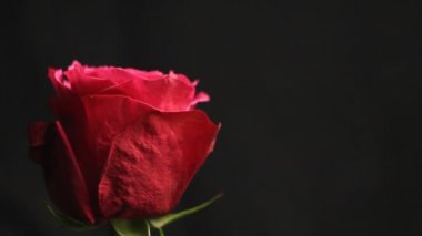 Siyah bulanık arka planda kırmızı gül tomurcuk. bir nargile beyaz duman çiçek sarar. Close. Hava kabarcıkları bir çiçek üzerinde düşüyor. Kabarcık