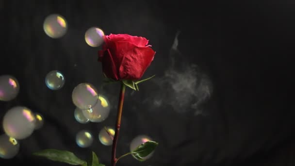 Red Rose Bud Fundo Preto Desfocado Fumaça Branca Narguilé Envolve — Vídeo de Stock