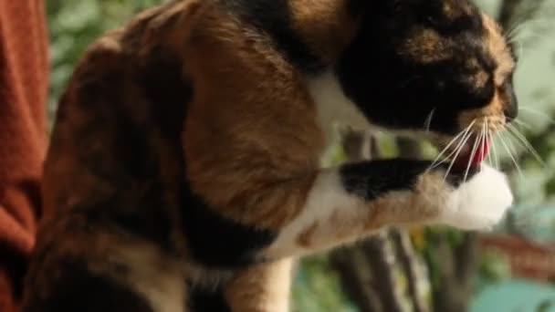 Tricolor Kot Zagłusza Parapecie Przez Otwarte Okno Niewyraźne Zielone Tło — Wideo stockowe