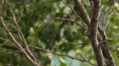 meyve ağacının dalı bahçede bulanık bir arka plan üzerinde rüzgar yakın çekim sways. güneşli sıcak yaz havası