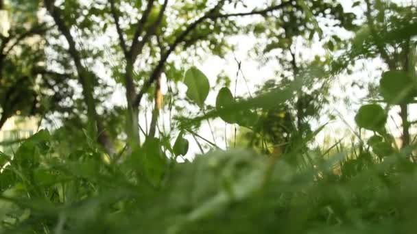 Grama verde oscila no vento close-up no fundo de árvores embaçadas em bokeh. tempo ensolarado no jardim no verão — Vídeo de Stock