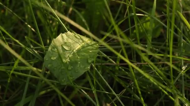 ぼやけた背景クローズアップで春の緑の草に露。マクロで雨の後に水滴を落とす自然 — ストック動画