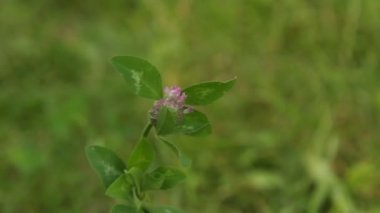 Yeşil çim üzerinde pembe vahşi çiçek tomurcuk bir bulanık arka plan yakın-up baharda rüzgardan sways. makroda otlarla doğa