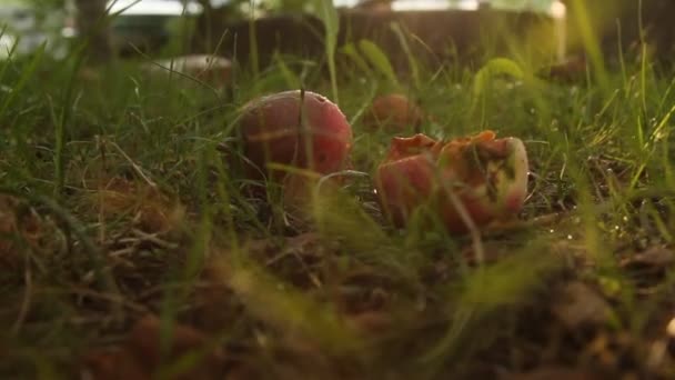 Červená Zralá Jablka Leží Zemi Zahradě Pod Stromem Trávě Mravenci Stock Záběr