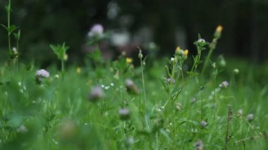yoğun yeşil çim yakın çekim rüzgarda sallanan yabani çiçekler. değişken odaklı statik çerçeve.