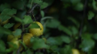 olgun sarı kiraz erik yeşil bir meyve ağacı yakın çekim asılı. makro bahçede meyve.