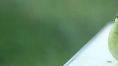 Olgun meyveler: yeşil armut, kırmızı elma ve sarı kiraz erik yaz aylarında yeşil bir bahçenin arka planına karşı beyaz bir kırsal masada yatıyor. hasat mevsimi.