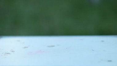 Olgun meyveler: yeşil armut, kırmızı elma ve sarı kiraz erik yaz aylarında yeşil bir bahçenin arka planına karşı beyaz bir kırsal masada yuvarlanır. hasat mevsimi