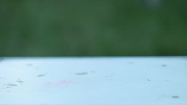 Fruits mûrs : poire verte, pomme rouge et prune cerise jaune sont roulés sur une table rurale blanche sur le fond d'un jardin vert en été. saison des récoltes 