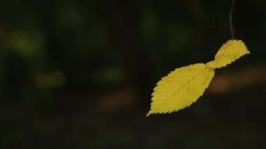 parkta yabani ağaçların dalları üzerinde yaprakları bulanık bir arka plan üzerinde yaz öğleden sonra yakın çekim sırasında güneş ışınları arasında sallanan.