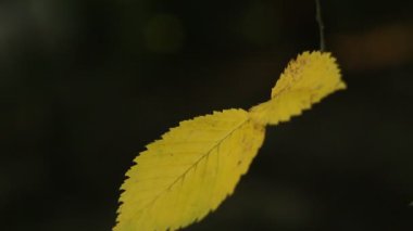 parkta yabani ağaçların dalları üzerinde yaprakları bulanık bir arka plan üzerinde yaz öğleden sonra yakın çekim sırasında güneş ışınları arasında sallanan.