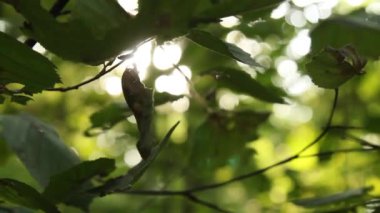 parkta yabani ağaçların dalları üzerinde yaprakları bulanık bir arka plan üzerinde yaz öğleden sonra yakın çekim sırasında güneş ışınları arasında sallanan.