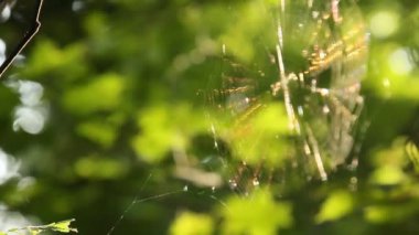 örümcek ağı rüzgarda sallanan yaz öğleden sonra bulanık yeşil arka plan üzerinde yakın çekim orman dalları arasında gerildi. örgü web makro.
