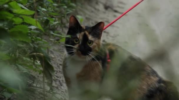 Tricolor Cat Červeném Popele Táhne Špinavé Cestě Parku Létě Pozadí Videoklip