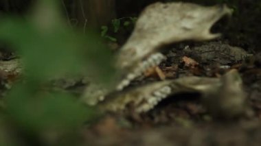 atın alt çene kemiği ormandaki bir kütüğün üzerinde yatıyor. ekolojik felaket kavramı. pagan ayin kavramı.