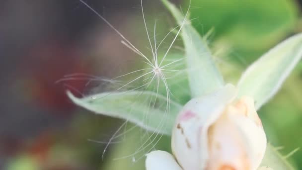 Bud White Rose Close View Blurred Background Insects Run Flower — Stock Video