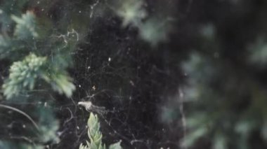 örümcek ağı iplikçikleri bahçede bitkilerin sapları arasında gerilmiş açık havada bulanık bir arka plan üzerinde yakın.