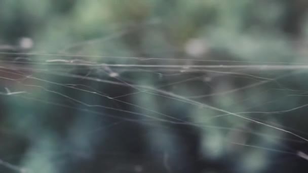 在室外花园的植物茎之间伸展的蜘蛛网链在模糊的背景上近距离 — 图库视频影像