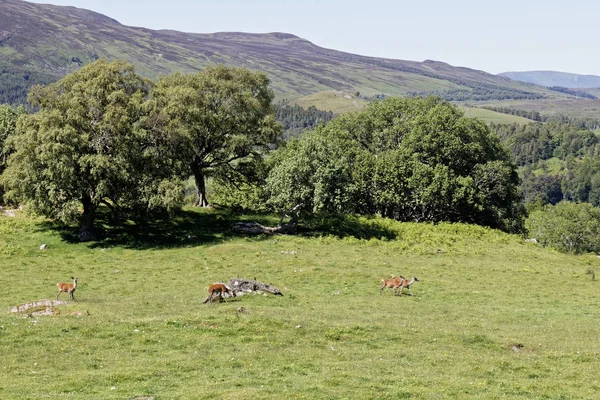 Craigh Dun Pitlochry Escocia Reino Unido — Foto de Stock