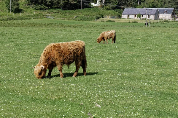 Высокогорная Корова Шотландия Великобритания — стоковое фото