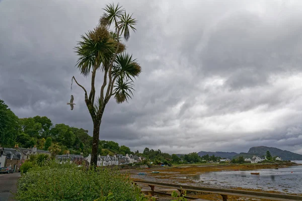スコットランドのヤシの木 プロックトン ウェスターロス ハイランド スコットランド — ストック写真