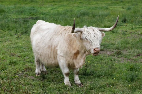 Highland Cow Escócia Reino Unido — Fotografia de Stock
