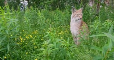 Avrupa lynx çimenlere oturmuş