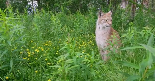 European lynx sitting in the grass — Stock Video