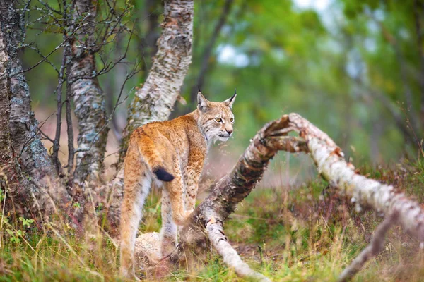 उन्हाळ्यात जंगलात चालत एक युरेशियन लिंक्स — स्टॉक फोटो, इमेज